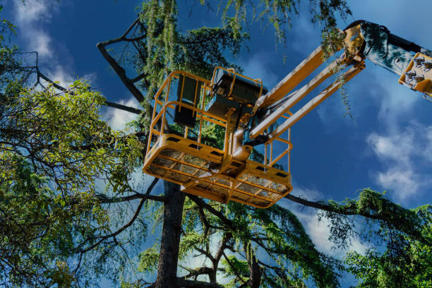 Tree Service Company in Dulles Town Center, VA